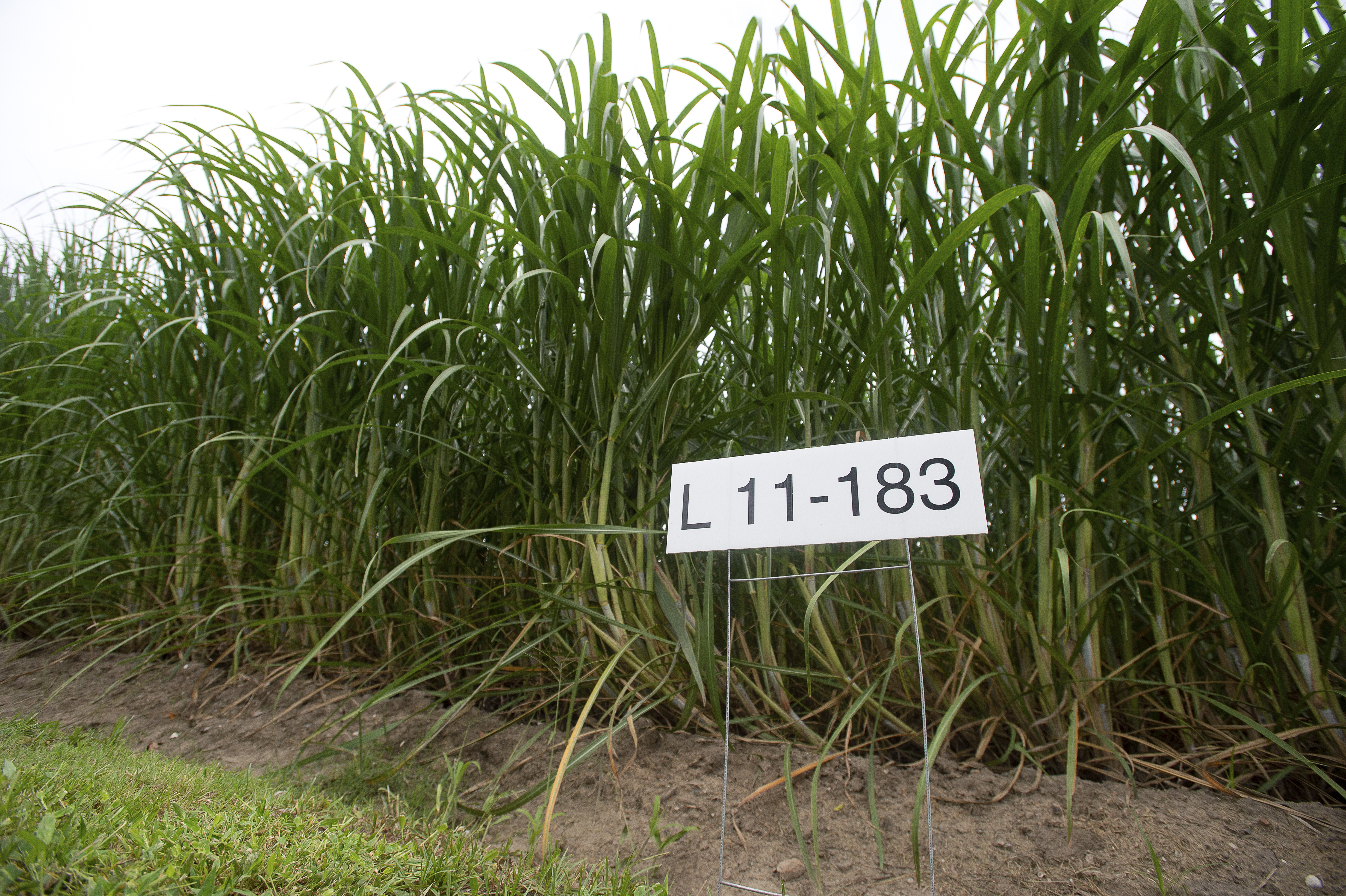 AgCenter experts present research updates at agricultural consultants conference
