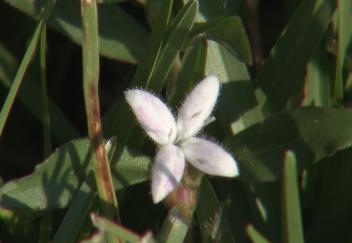 Control buttonweed in your lawn