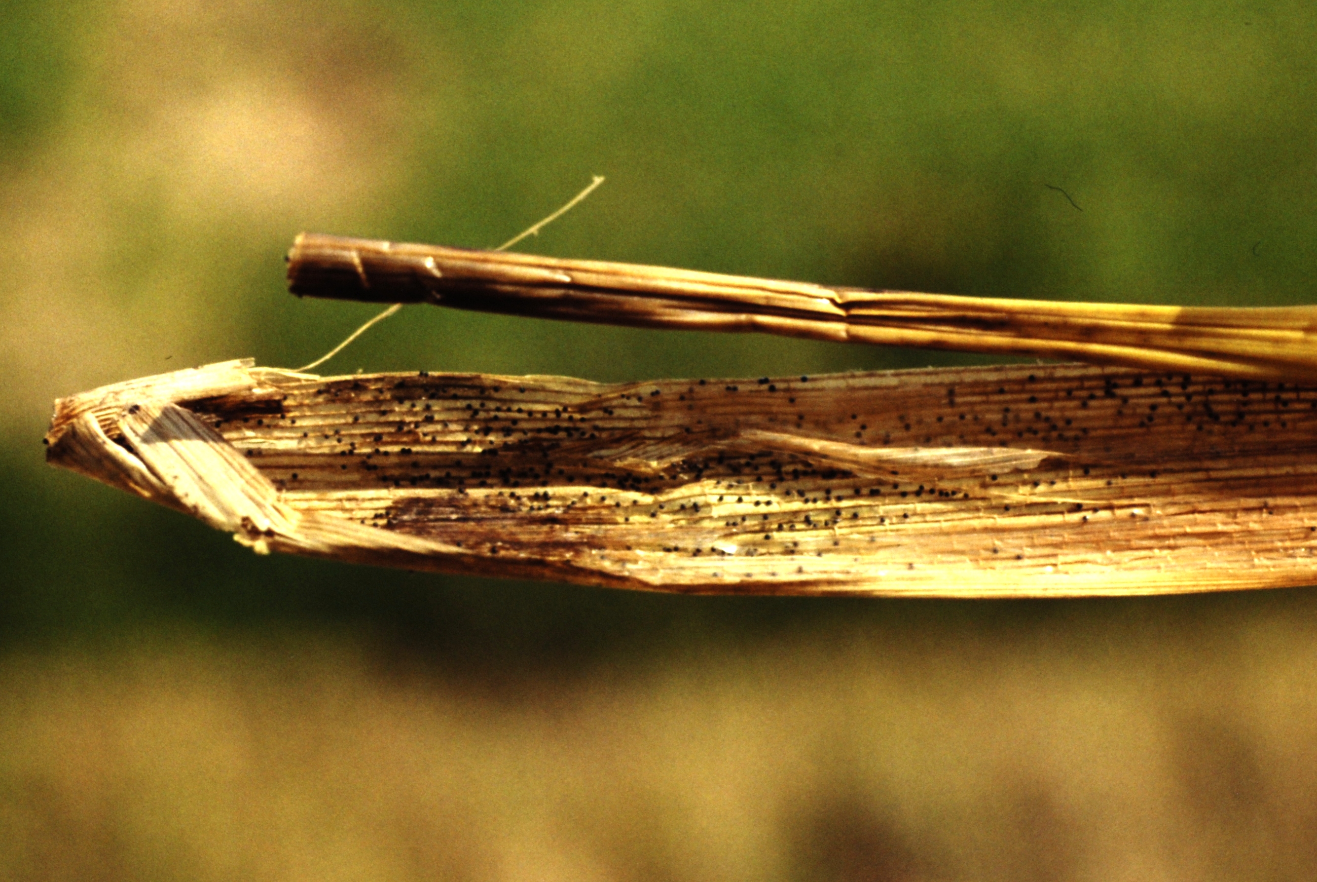Withered Stem and Sclerotia (signs) Imbedded in Sheath Tissues