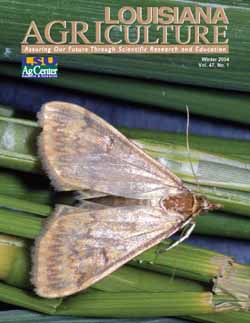 Louisiana Agriculture Magazine Winter 2004
