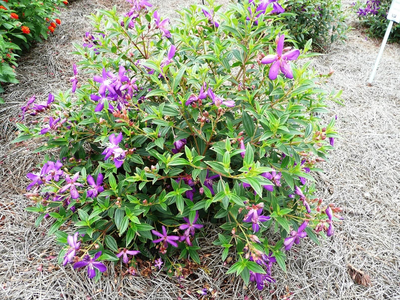 Dwarf Princess Flower – Ornamental Plant of the Week for August 10, 2015