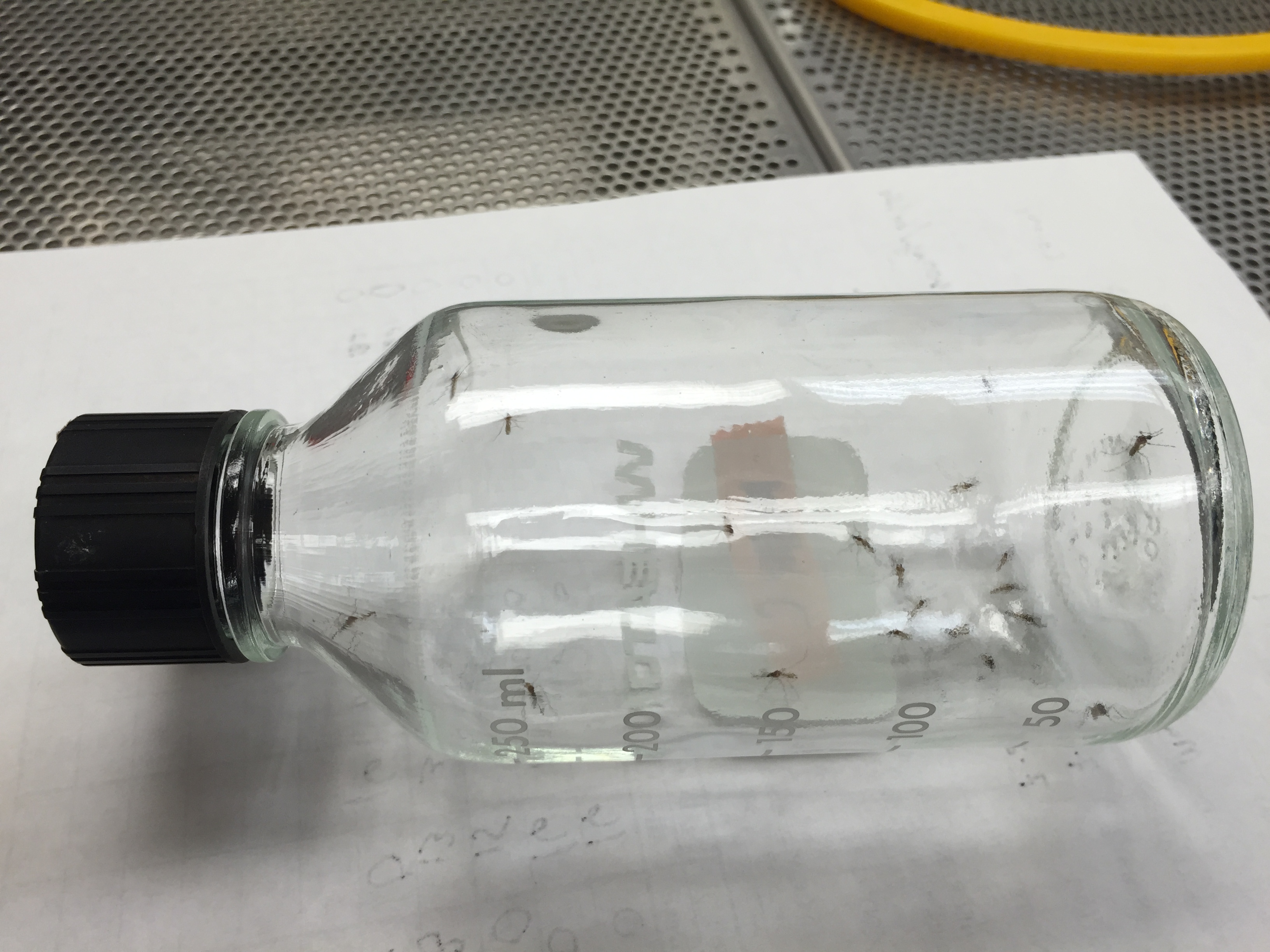 a jar with dead mosquitoes.