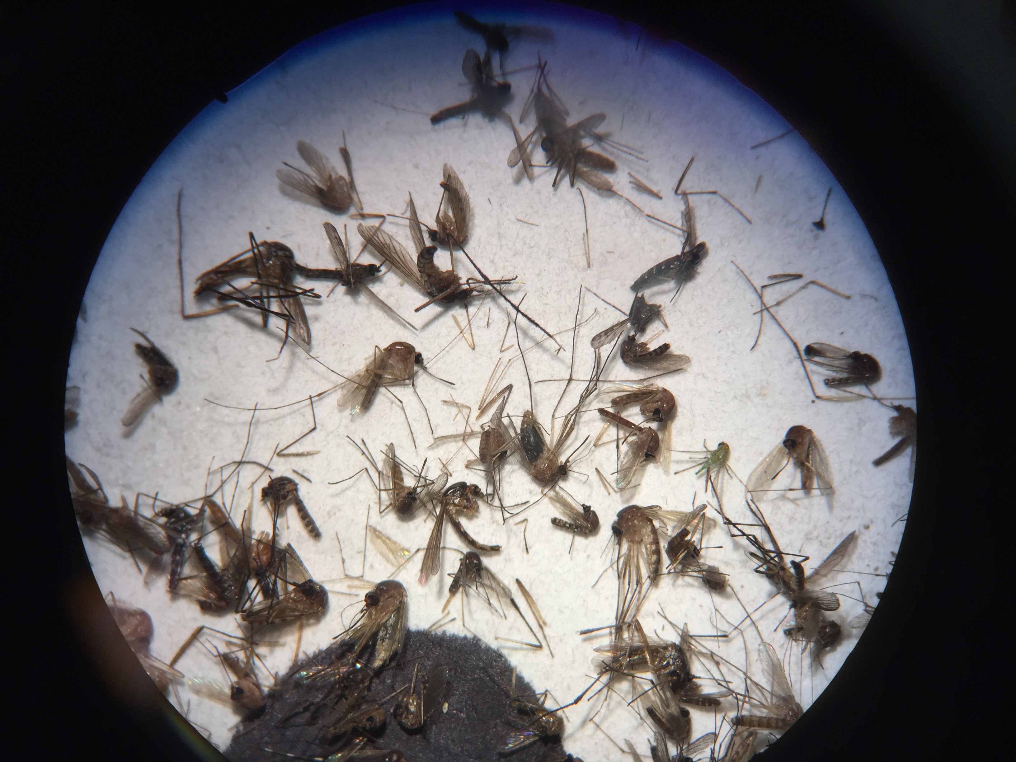 Cooperation with Mosquito Abatement Districts to Monitor and Combat Insecticide Resistance