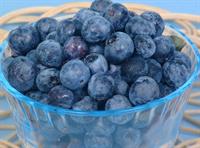 Louisiana begins blueberry harvest