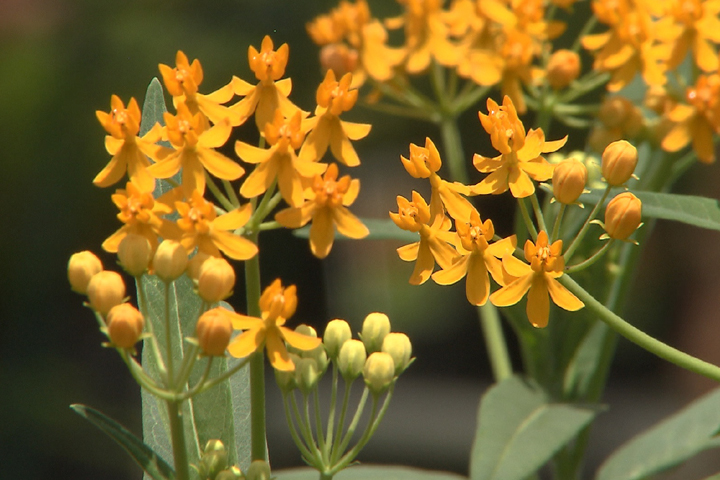 Milkweed great for attracting monarch butterflies