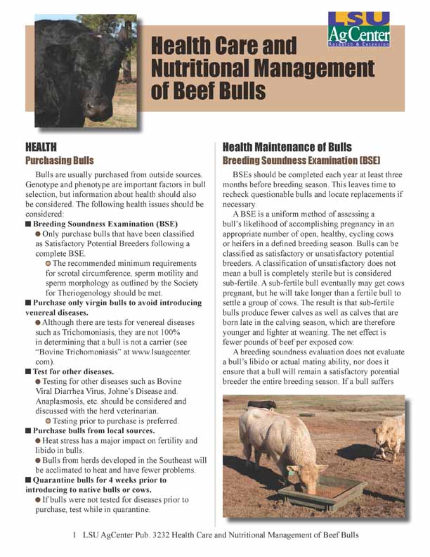 Health Care and Nutritional Management of Beef Bulls