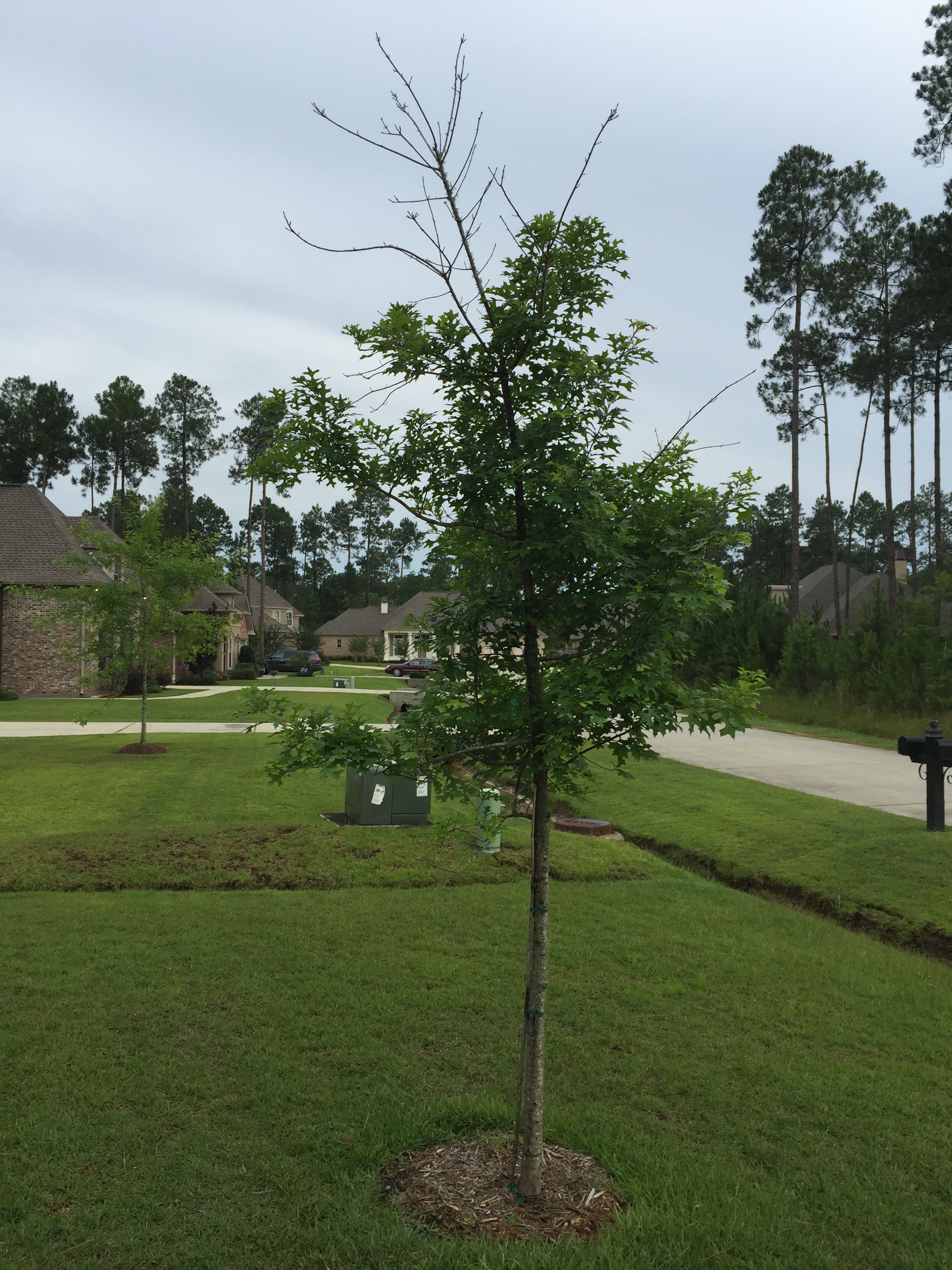 Oak Tree Question
