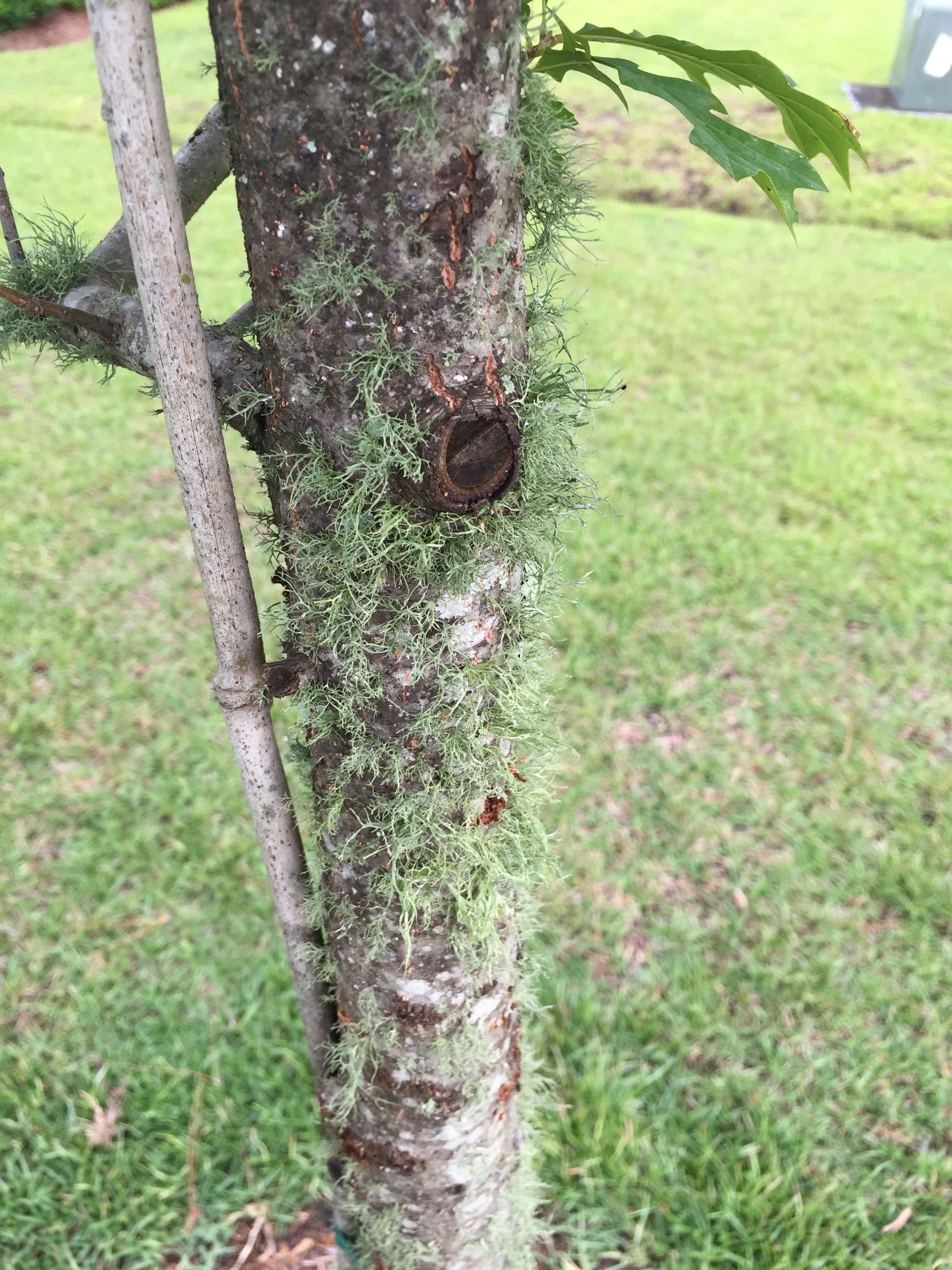 Picture of a young oak tree trunk with lichens.