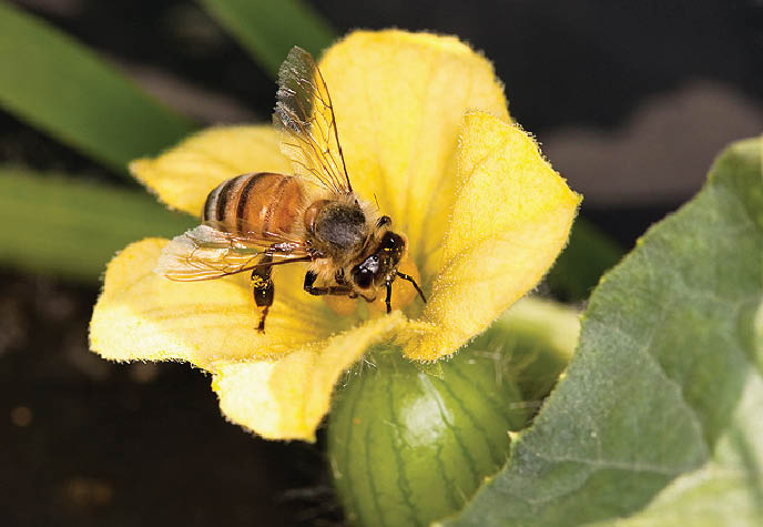 Closeup of a yellow and black striped honey bee in a bright yellow watermelon blossom. The blossom is connected to the ovary of the vine and appears like a miniature light and dark green striped watermelon.