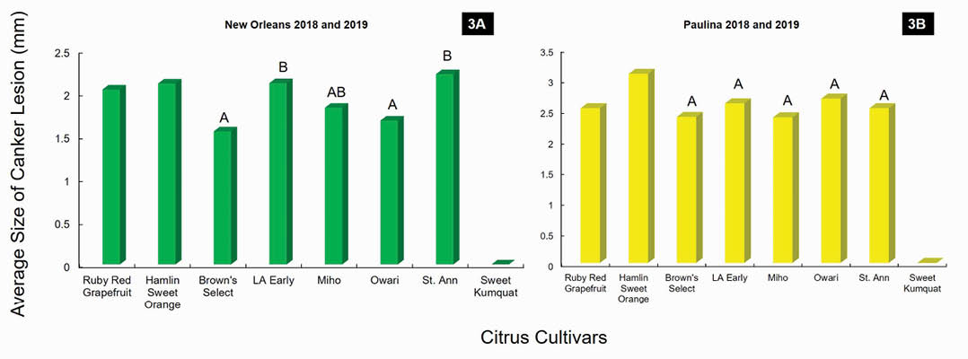 A series of two vertical bar graphs that display the Average Size of Canker Lesions in millimeters on the Y axis appearing on eight different Citrus Cultivars on the X axis. The left chart is localized to New Orleans using data from 2018 and 2019, the right chart is localized to Paulina using data from 2018 and 2019. Refer to article contents for relevant data.