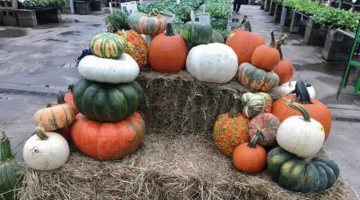An outside store display of numerous winter squash varities with orange, green, white, and verigated striped coloring.