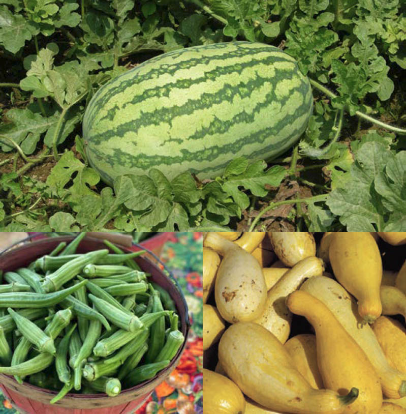 A large water mellon with dark green stripes still on the vine surrounded by nright green leaves. A red wooden basket filled to the top with fresh green okra and sitting on a bright floral table cloth.A closeup of a pile of yellow summer squash.