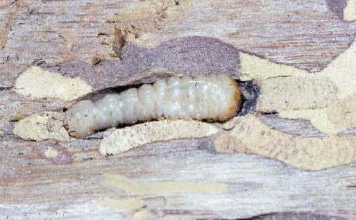 A cross section of wood with banded ash borer larva burrowed into it.