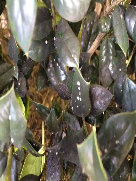 Holly Disease