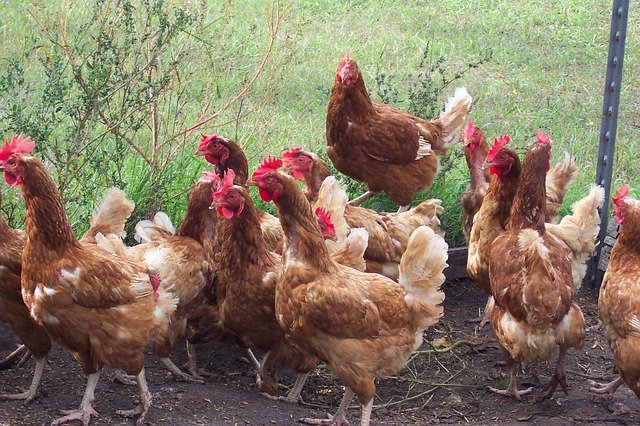 AgCenter veterinarian urges caution amid rise in bird flu cases 