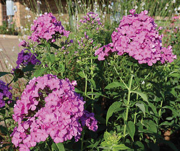 Photo of pink garden phlox in a landscape bed surrounded by other perennial flowers and a brick house in the background.