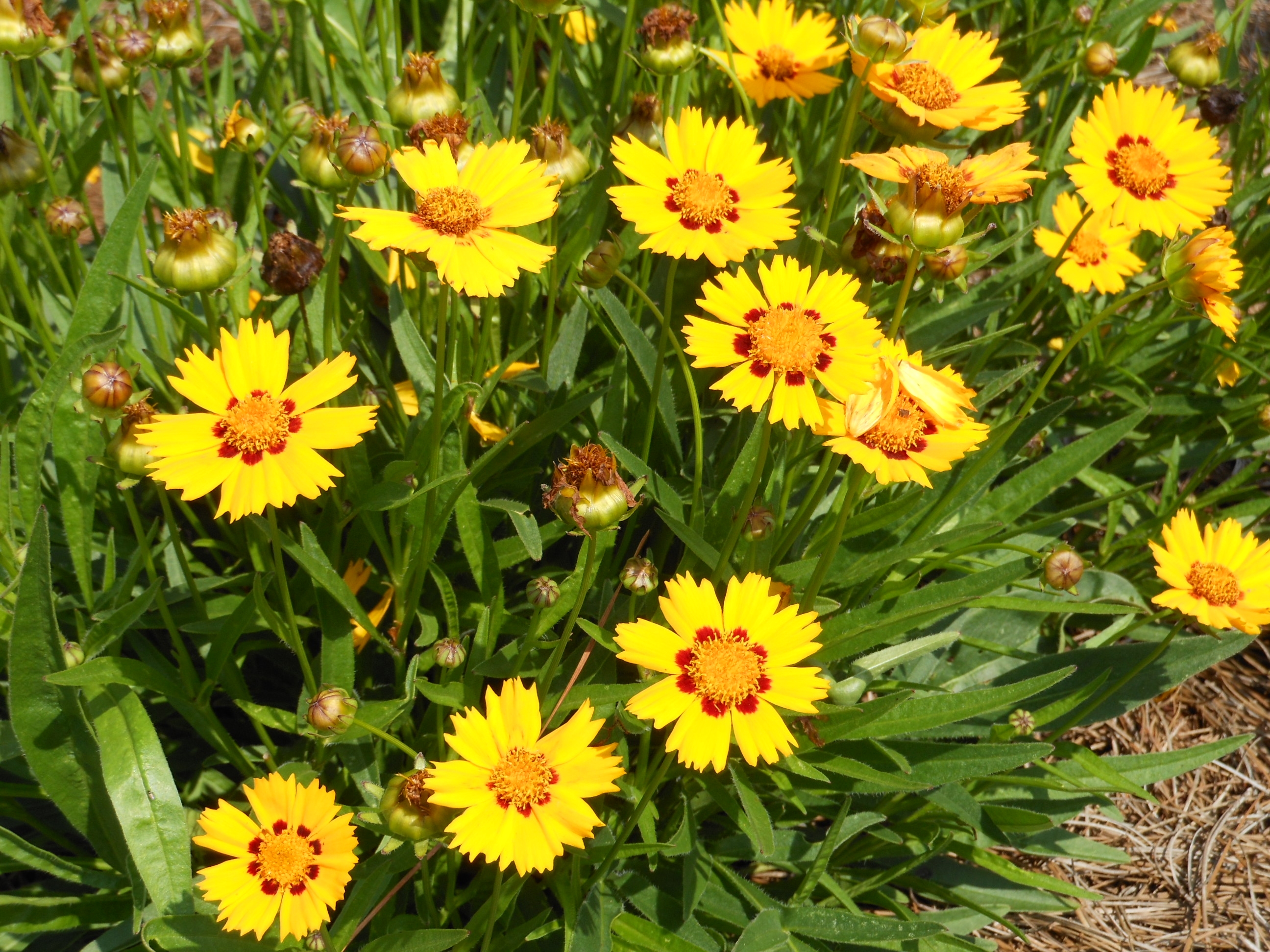 Coreopsis – Ornamental Plant of the Week for April 21, 2014