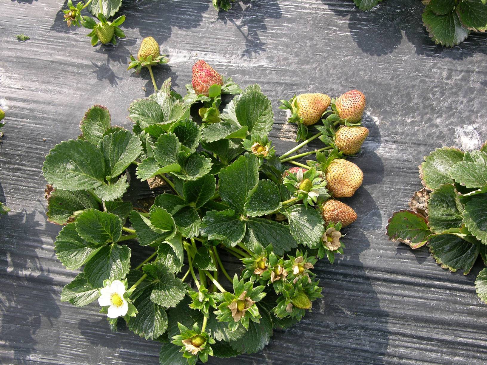 Fungicides for Commercial Strawberry Production