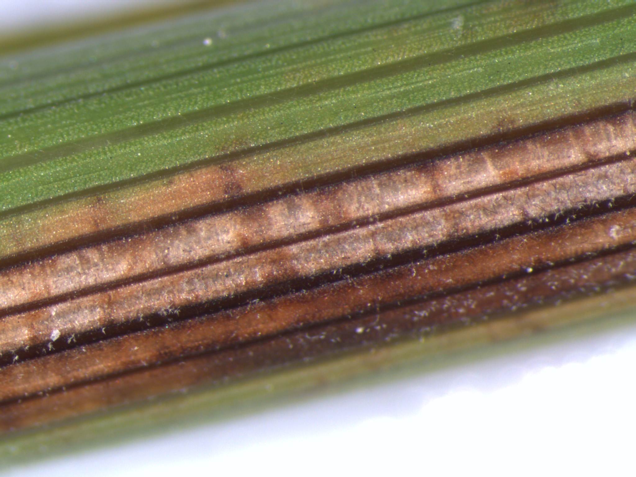 Cercospora Net Blotch 2