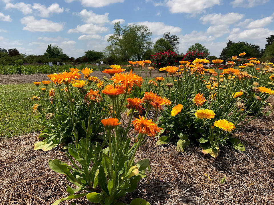Rows of orange flowers sit in a field.