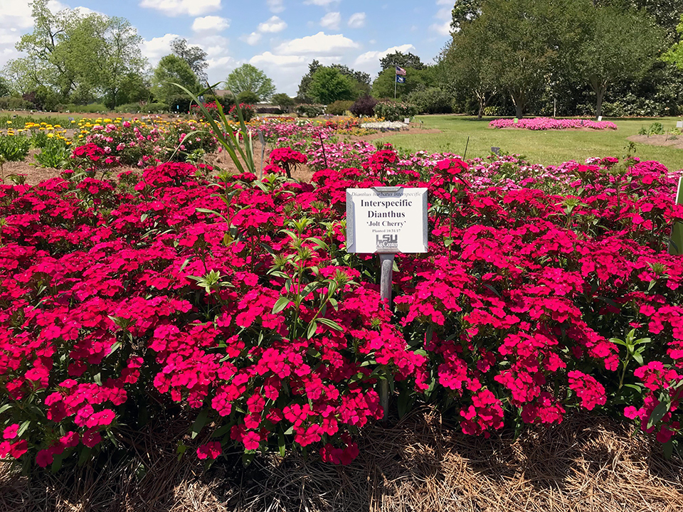 Series of red flowers on several bushes.