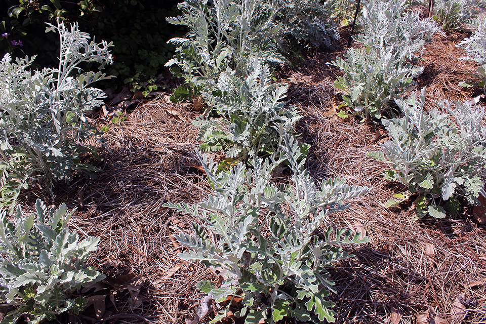 Close-up of green bushes spread out in a landscape.