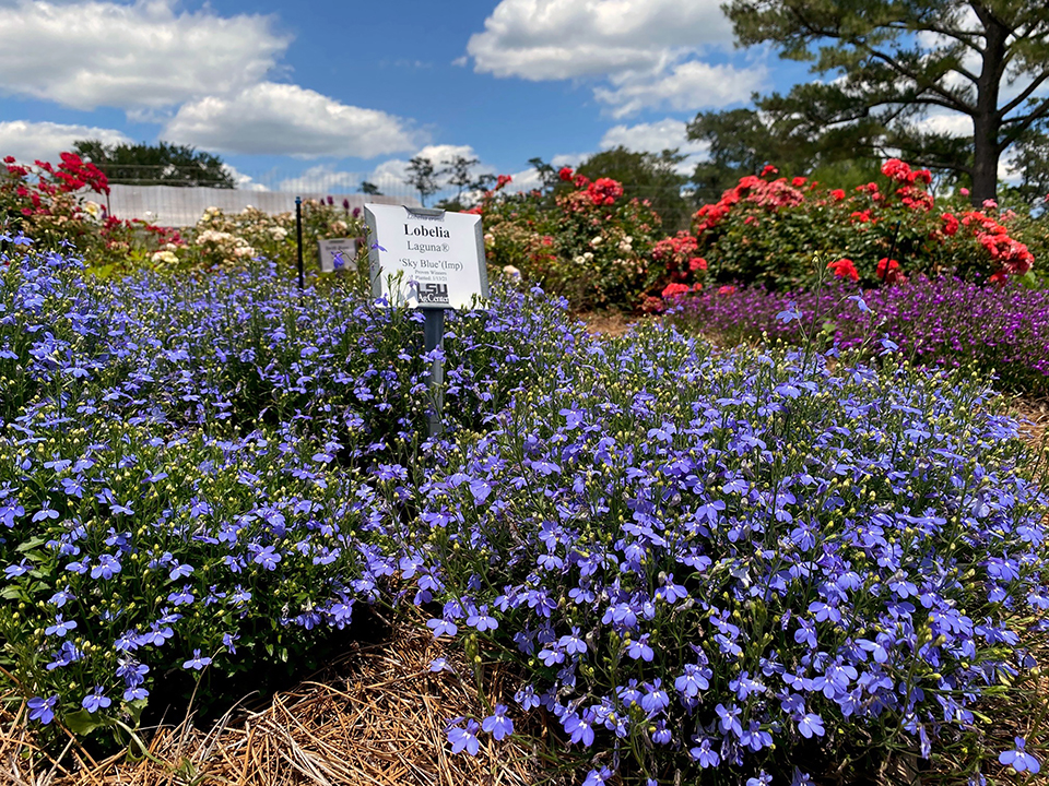 Wide view of blue flowers in the foreground and red and purple flowers in the background of a landscaped area.