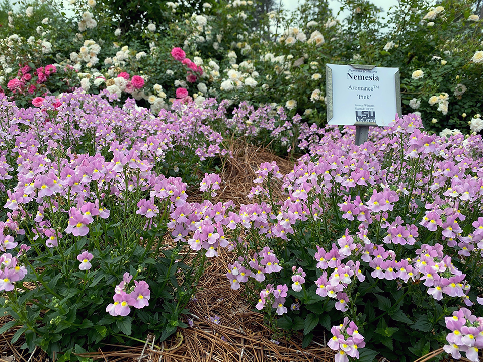 Lilac-colored flowers on a bush.