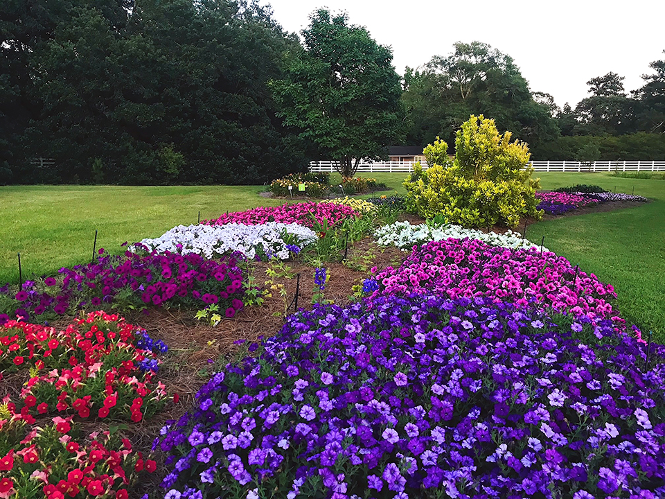 Purple, white, and red flowers dot the landscape.