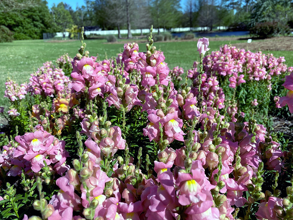Lilac-colored flowers grow from a bush near a field.