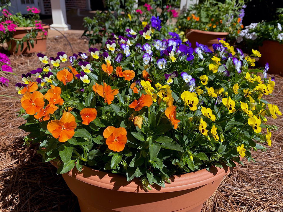 Purple, orange, and yellow flowers grow in a pot.