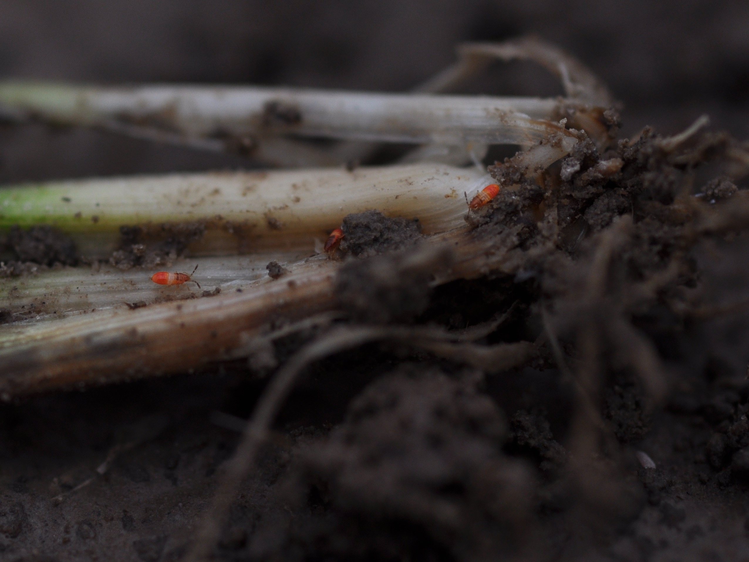 Young Chinch Bug Nymphs