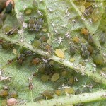 Cotton-Aphid-Colonyjpg