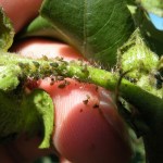 Cotton aphids in Louisiana Cotton