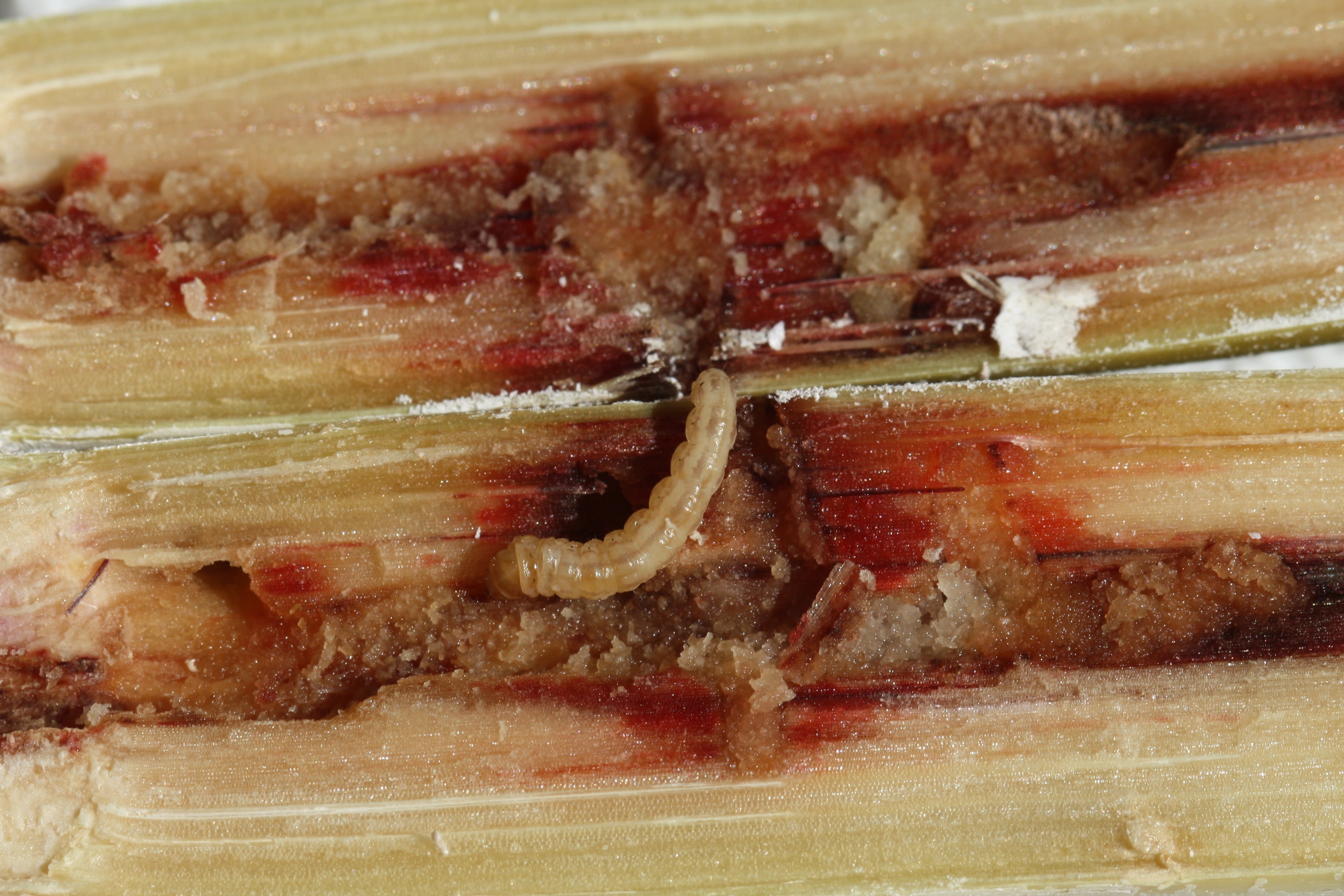 Mexican rice borer larva (approx. 4th instar).