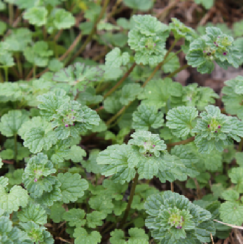 Henbit.png thumbnail