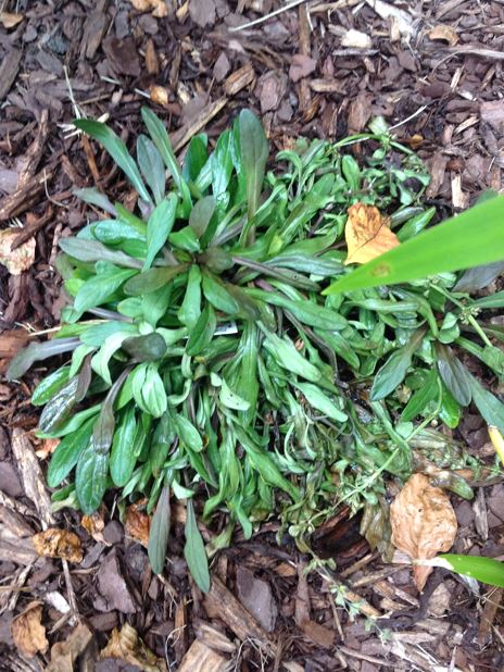 Problem with Ajuga Plants