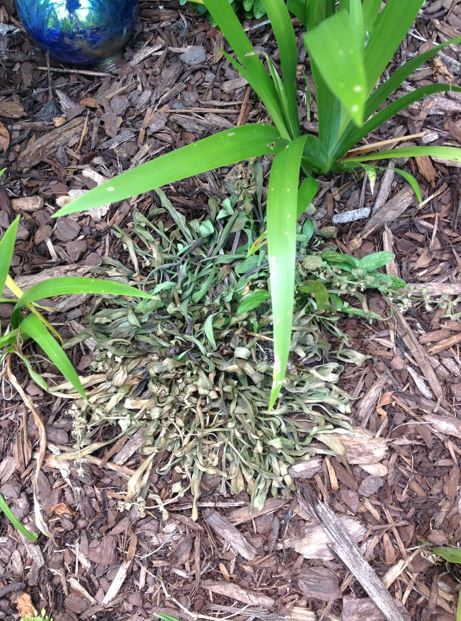 Picture of unhealthy ajuga plant