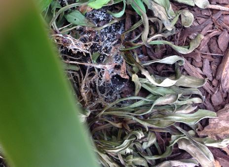 Picture of sclerotia at the base of an ajuga plant