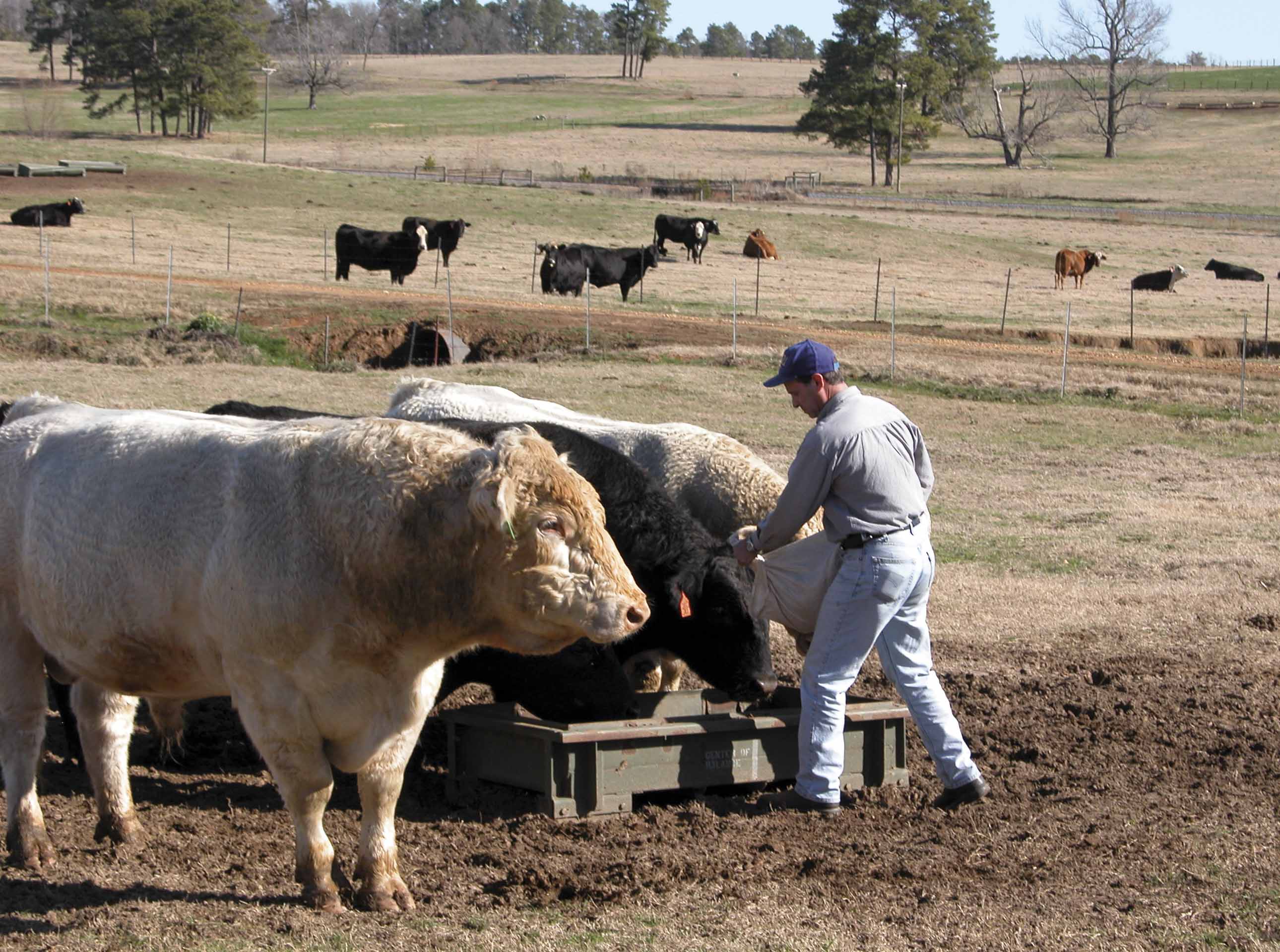 Using Sire EPDs in Cow-Calf Production