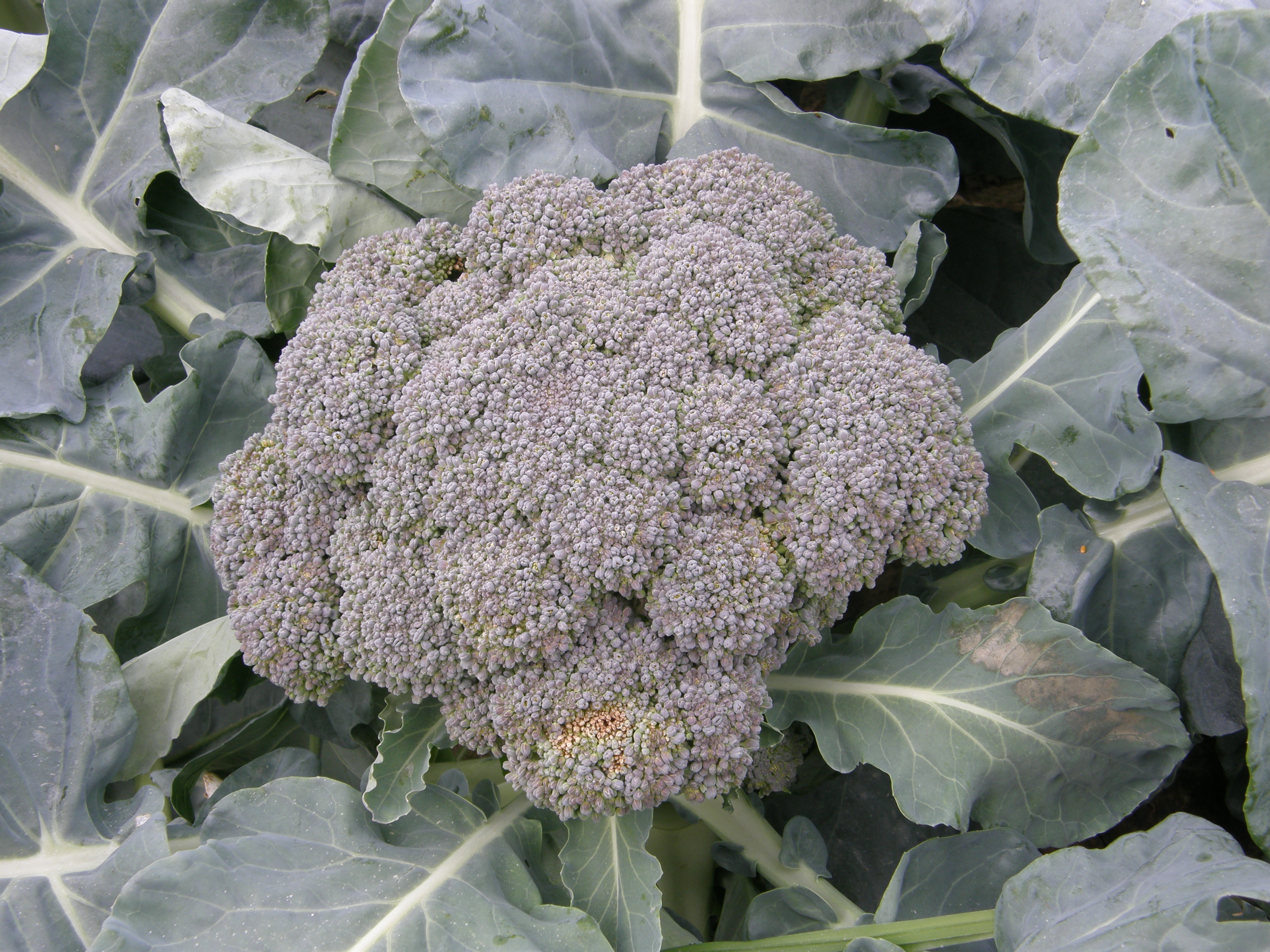 Cool Season Vegetables