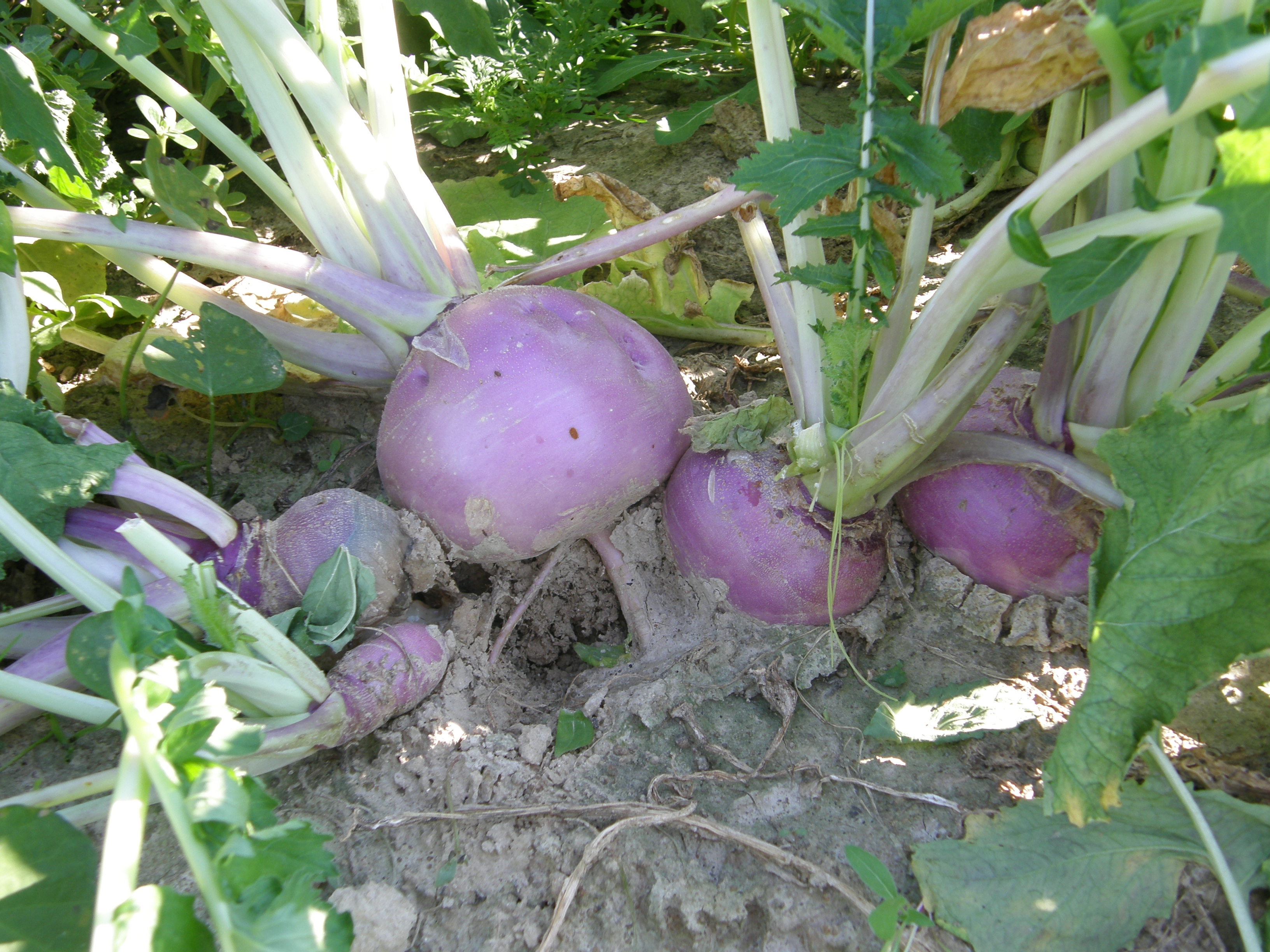 Purple Top Turnips