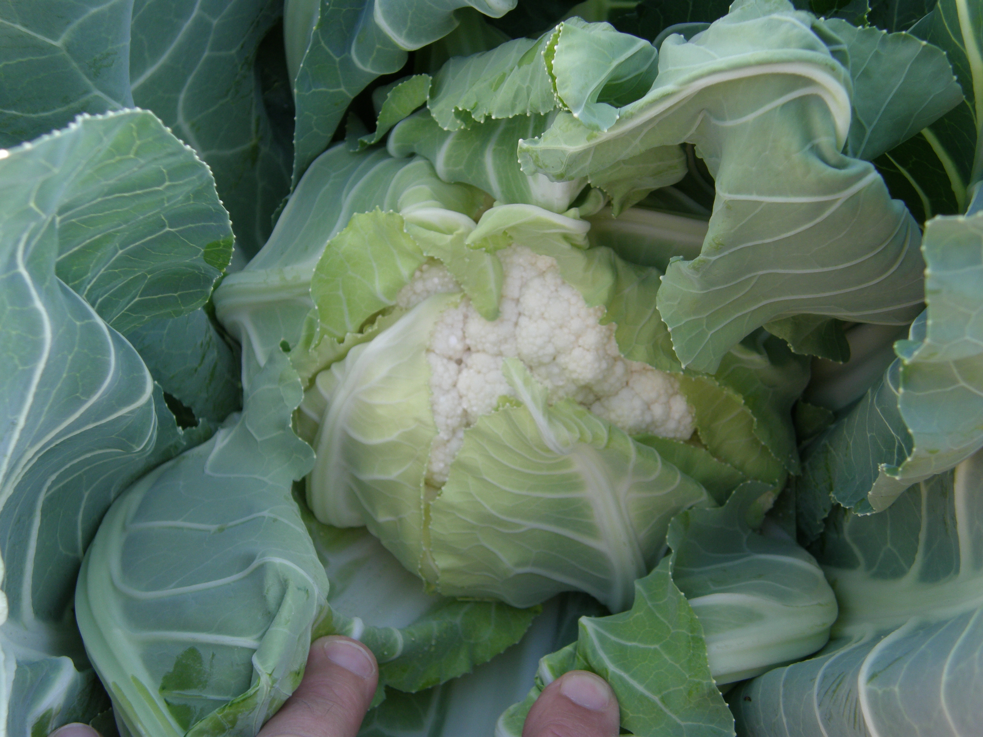 Cauliflower head developing
