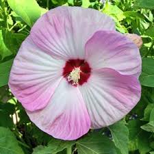 Luna Hibiscus