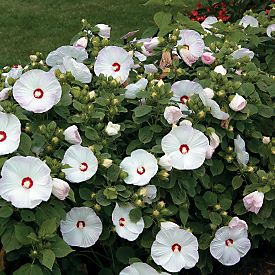 LunaWhiteplant