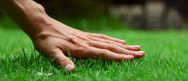 Spring Lawn Care