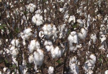 Smaller cotton crop affects rural economies