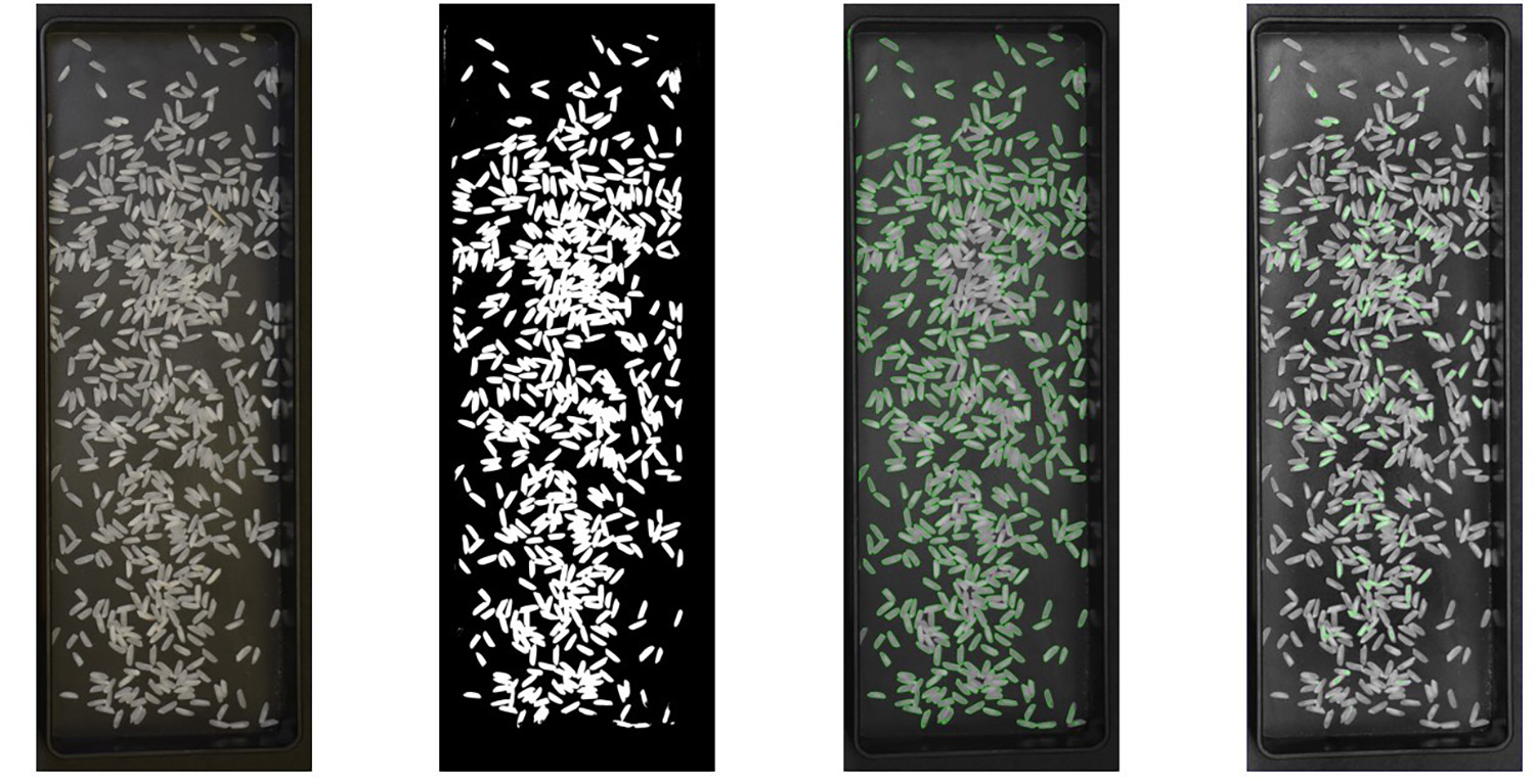 New algorithm could help AgCenter analyze rice yields with notable efficiency