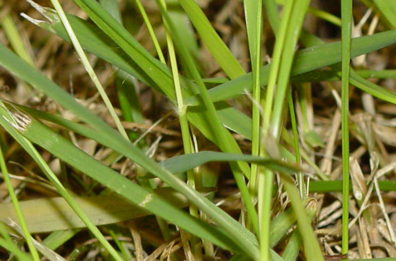 Lawn Mower Blades