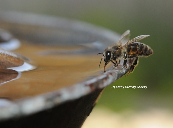 Roots, Shoots, Fruits & Flowers: Lawn Grubs, Backyard Question, Thirsty Bees and Excessive Phosphorus